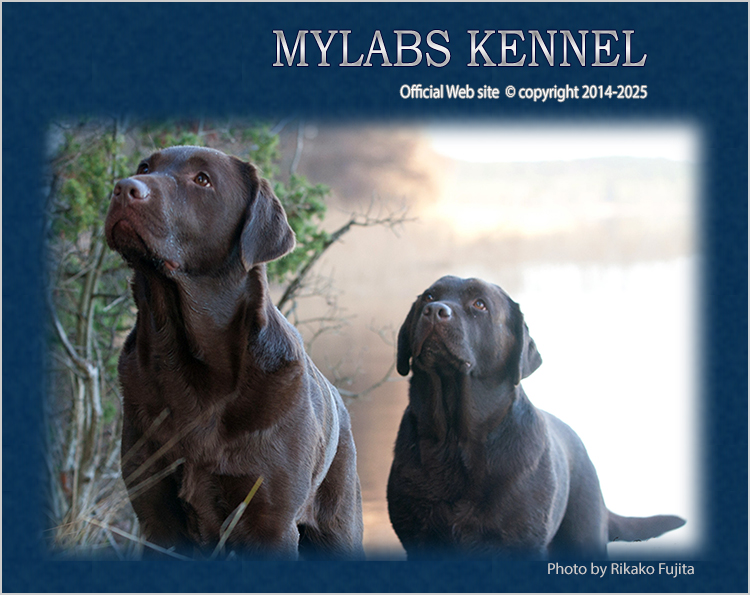 Mylabs kennel  - Photo by Rikako Fujita
