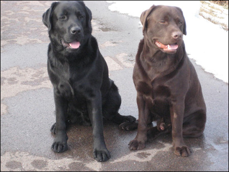 Laban och Neo
